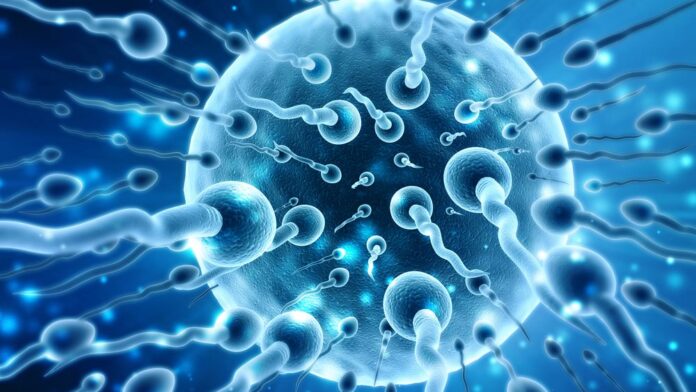 Ανδρική γονιμότητα